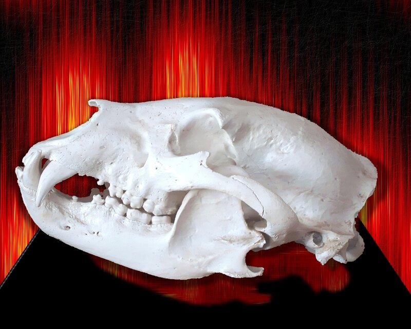 Animal skull on red background