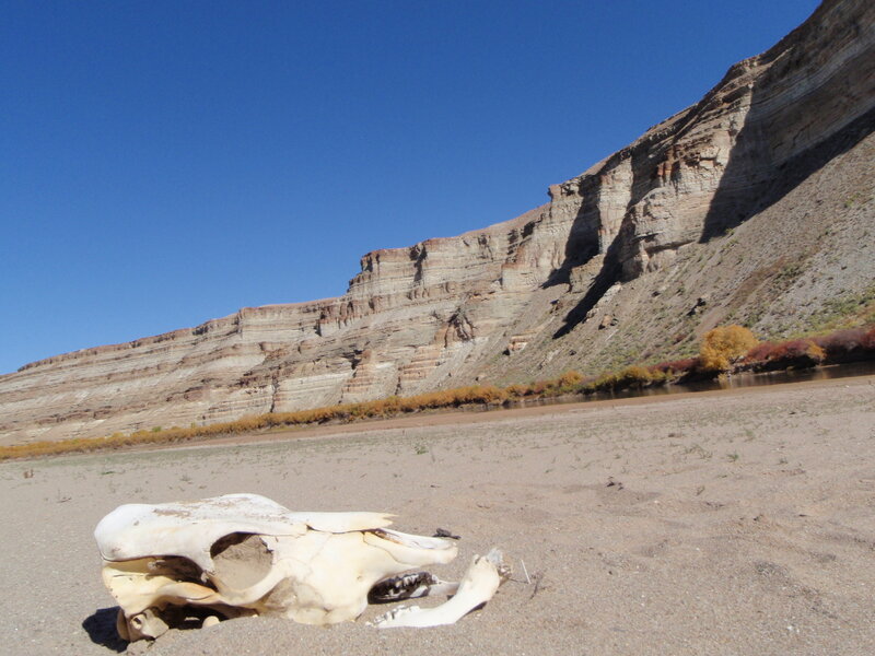 Animal skull on riverbank