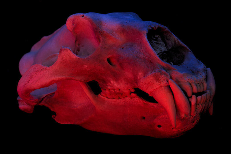 Animal Skull