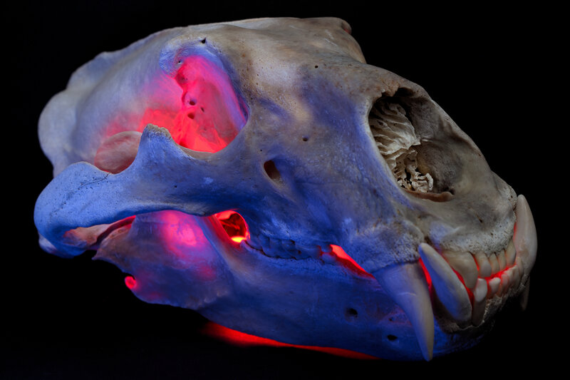 Animal Skull with Lighting