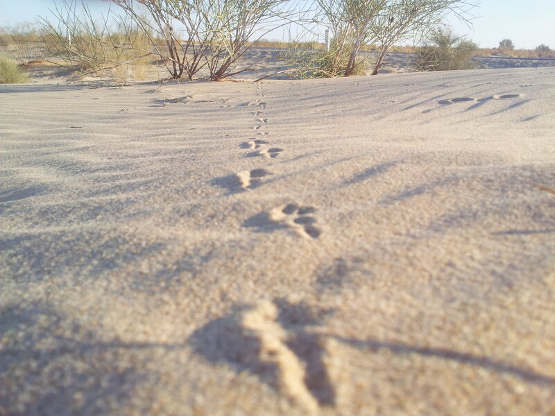 Animal Tracks in Sand — Beige