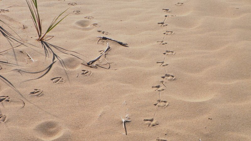 Animal Tracks in Sand