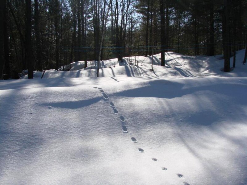 Animal Tracks in Snow