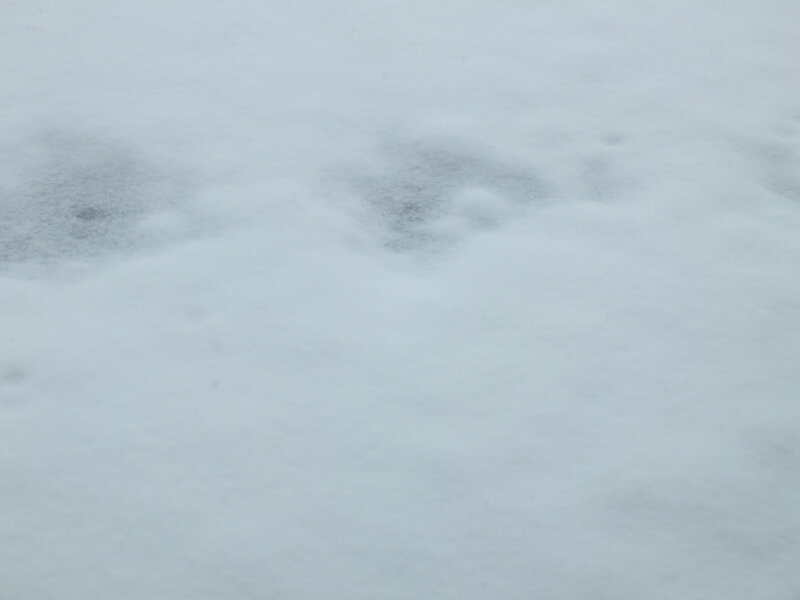 Animal Tracks in Snow — White, Cold