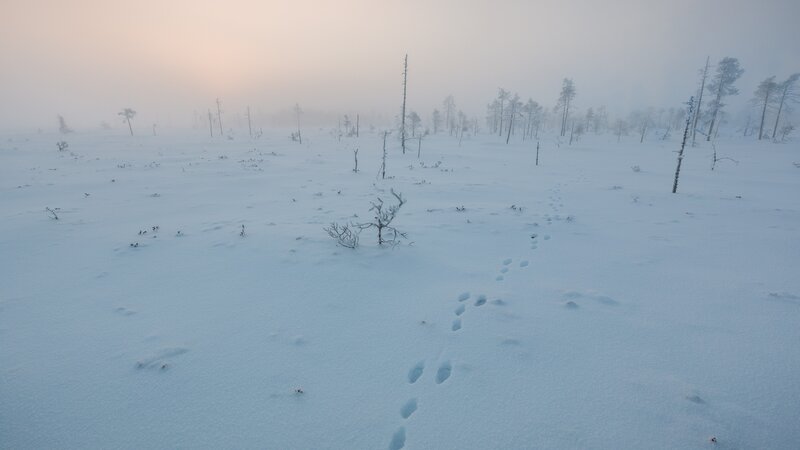 Animal Tracks in Snow — White, Cold, Winter, Photograph