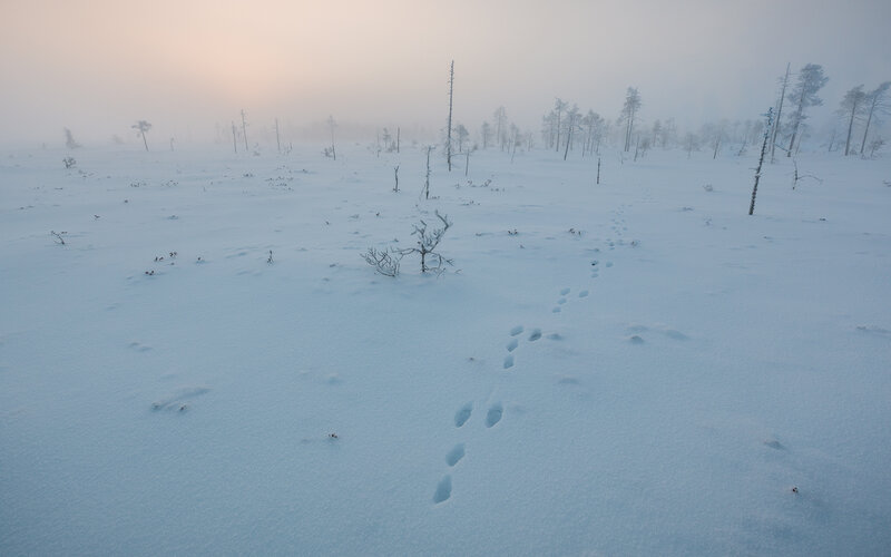 Animal Tracks in Snow — White, Cold, Winter