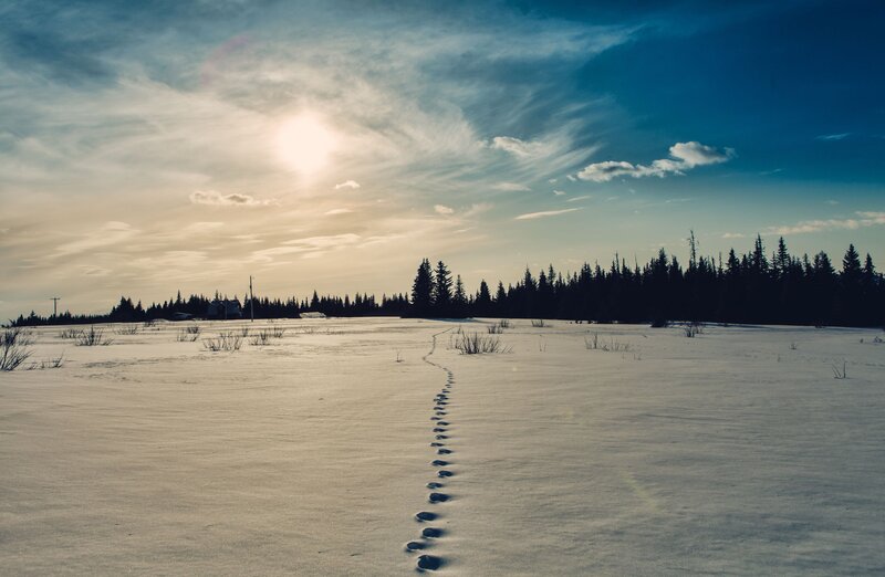 Animal Tracks in Snow — White, Serene