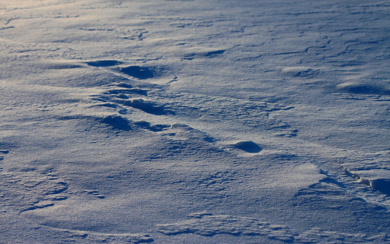Animal Tracks in Snow — White, Serene, Winter, Photograph, Blue