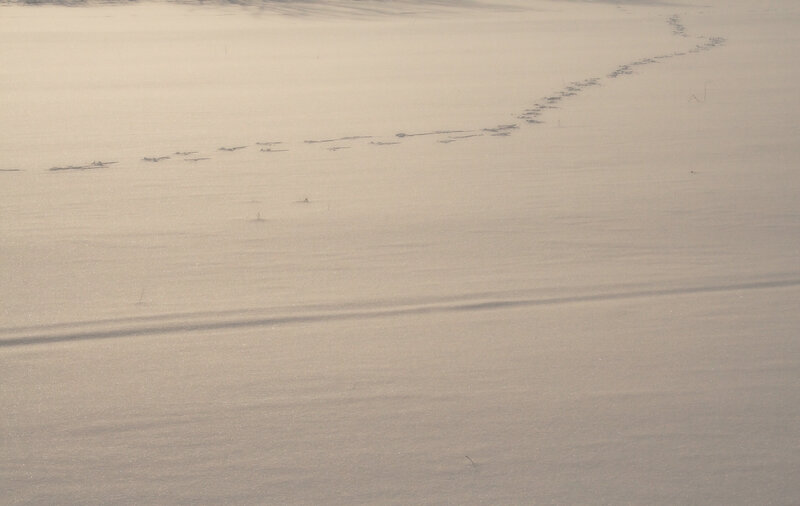 Animal Tracks in Snow — White, Serene, Winter, Photograph, Gray