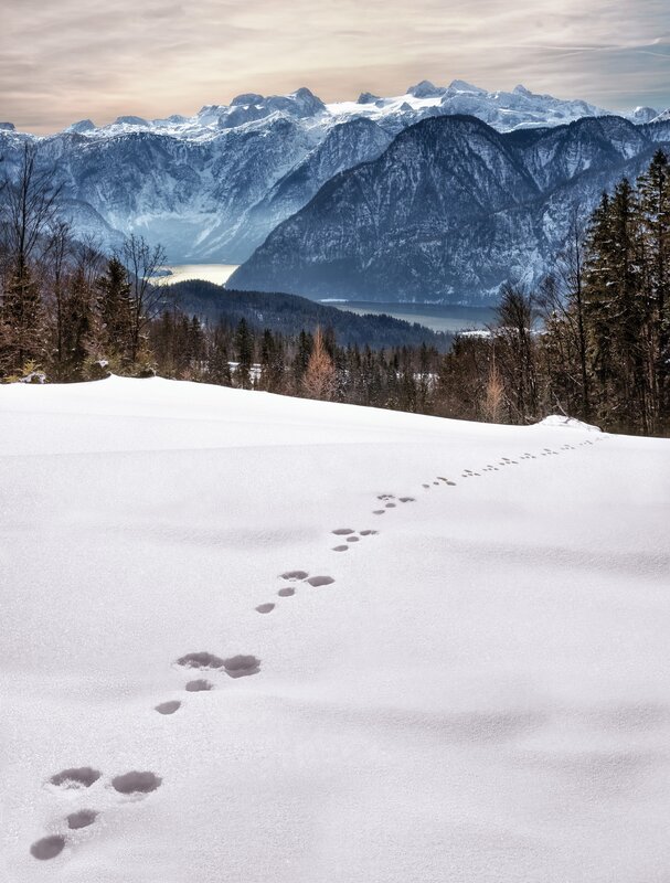 Animal Tracks in Snow — White, Serene, Winter, Photograph, Mountains