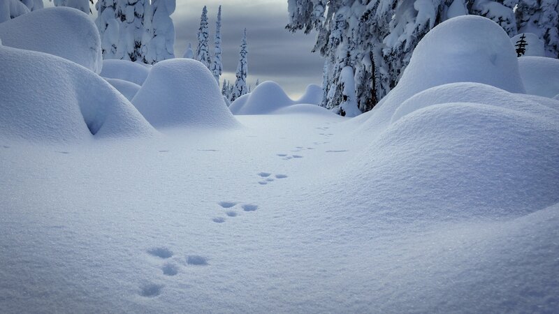 Animal Tracks in Snow — White, Serene, Winter, Photograph