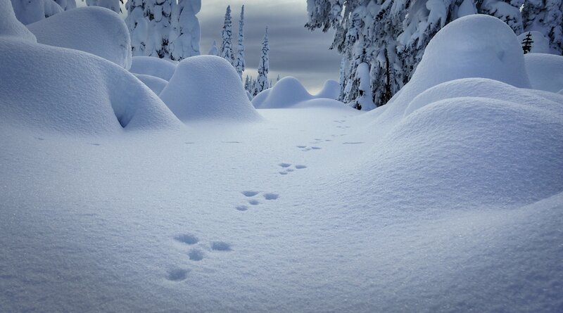 Animal Tracks in Snow — White, Serene, Winter, Photograph, Trees