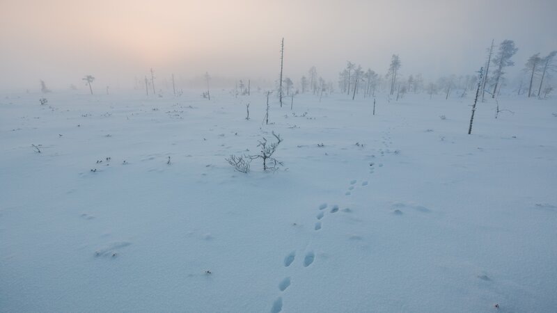 Animal Tracks in Snow — White, Serene, Winter