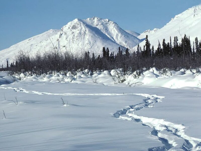 Animal Tracks in Snow — White