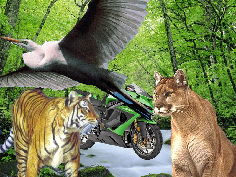Animals and motorcycle in forest
