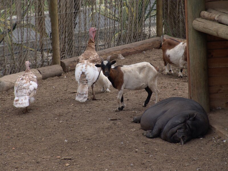 Animals in a zoo enclosure