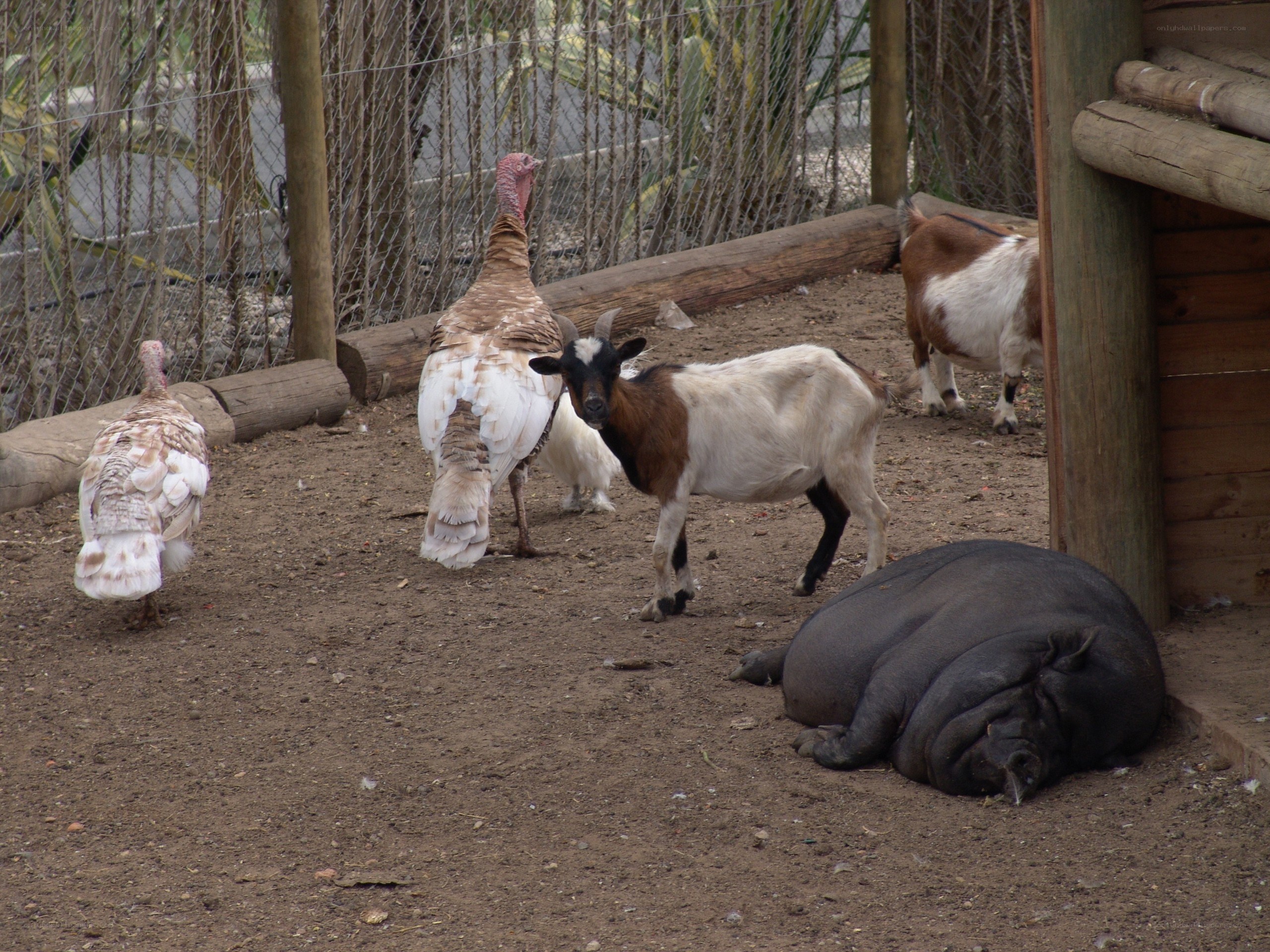 Animals in a zoo enclosure