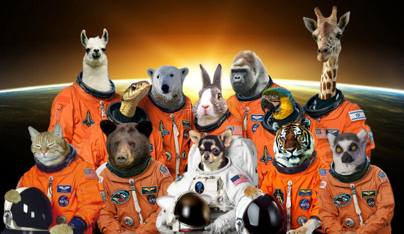 animals in astronaut suits