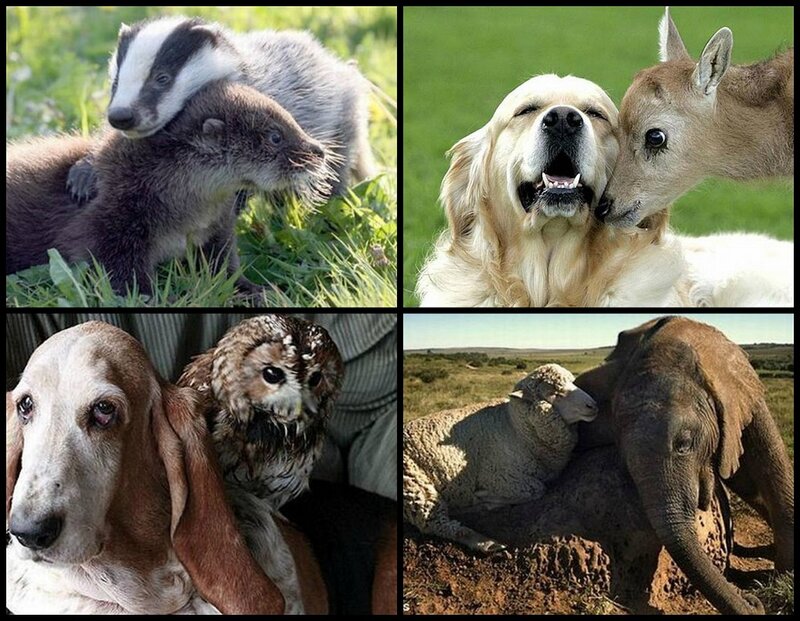 Animals in Collage