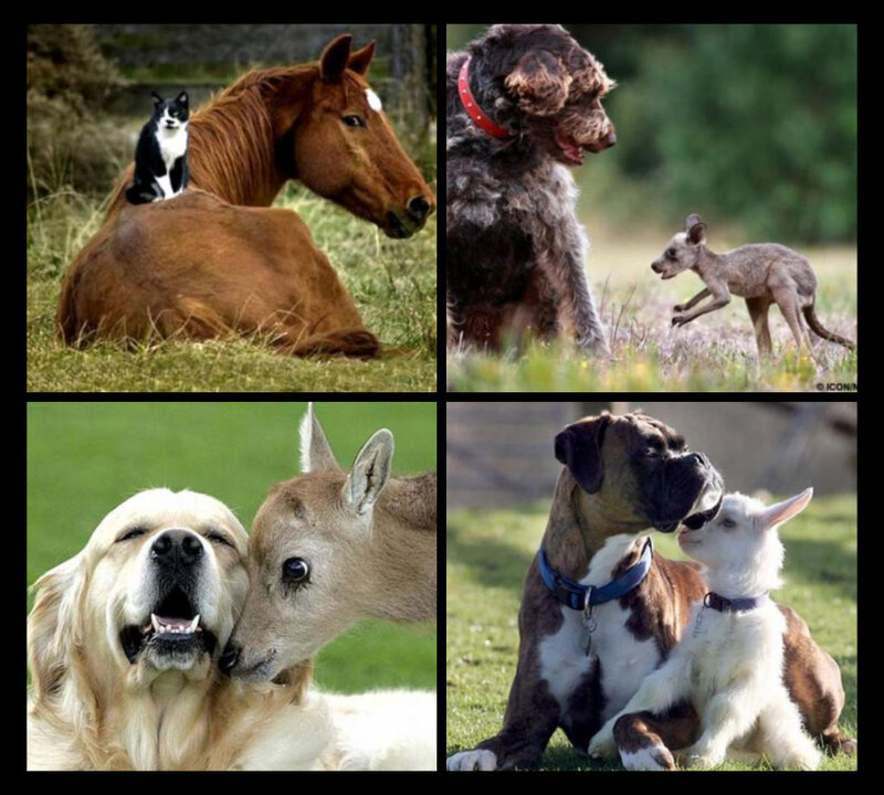 Animals in Pairs