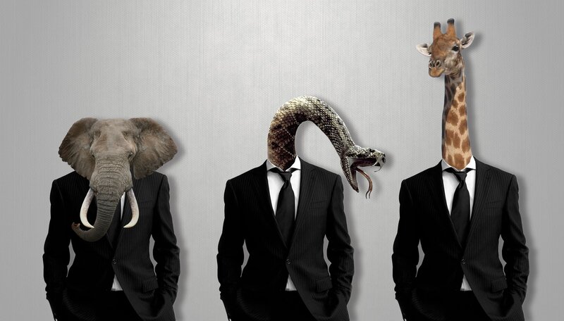 animals in suits