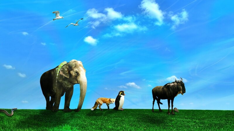 Animals on a green field