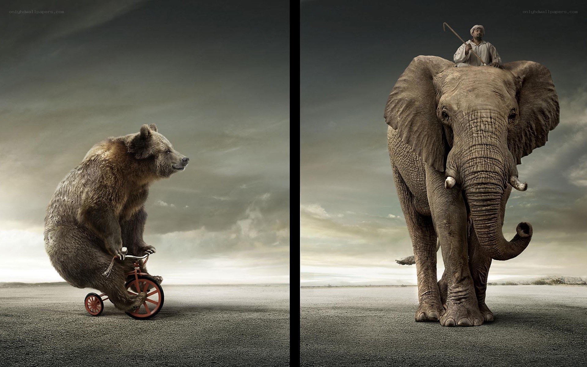 animals on a road
