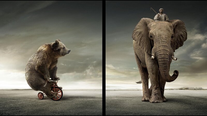 animals on vehicles