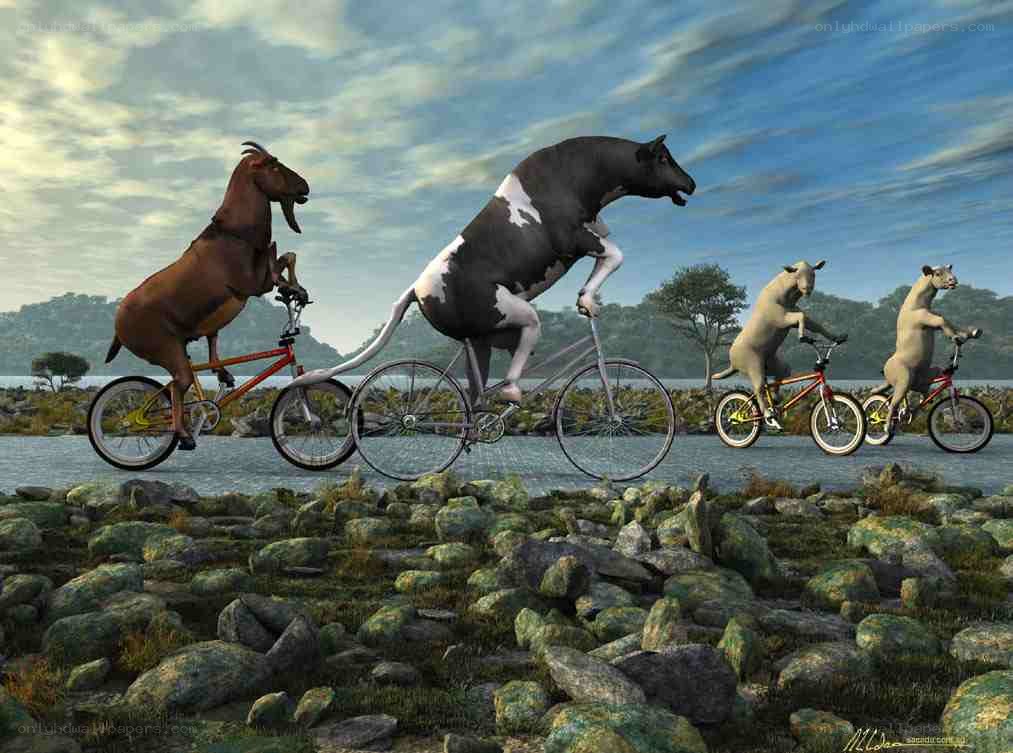 Animals riding bicycles