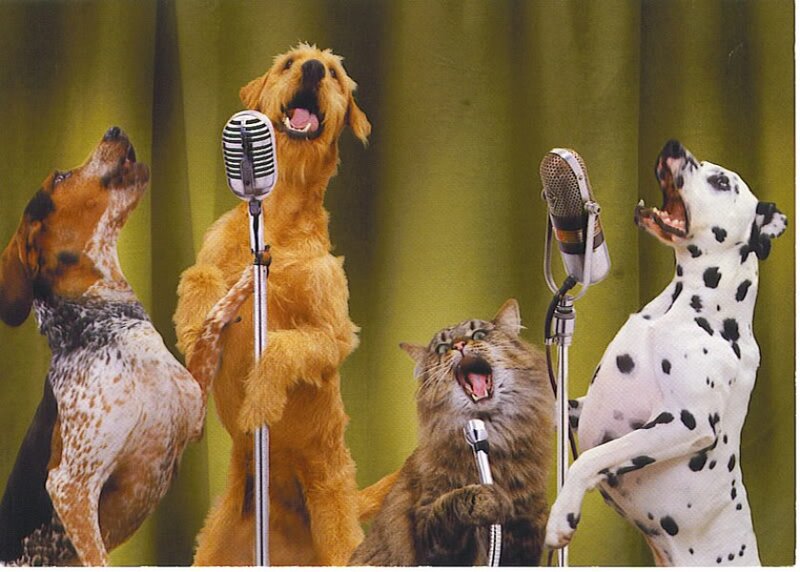 Animals Singing into Microphones
