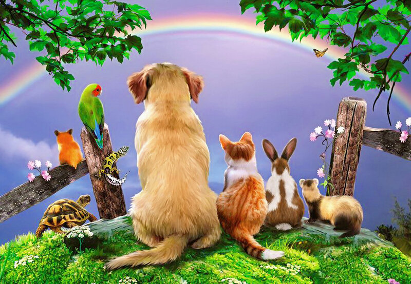 Animals Watching Rainbow