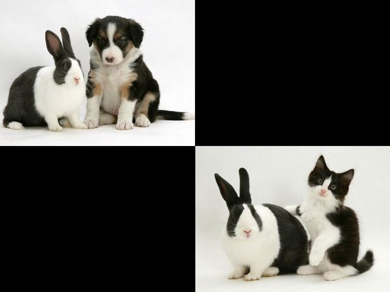 animals with pets