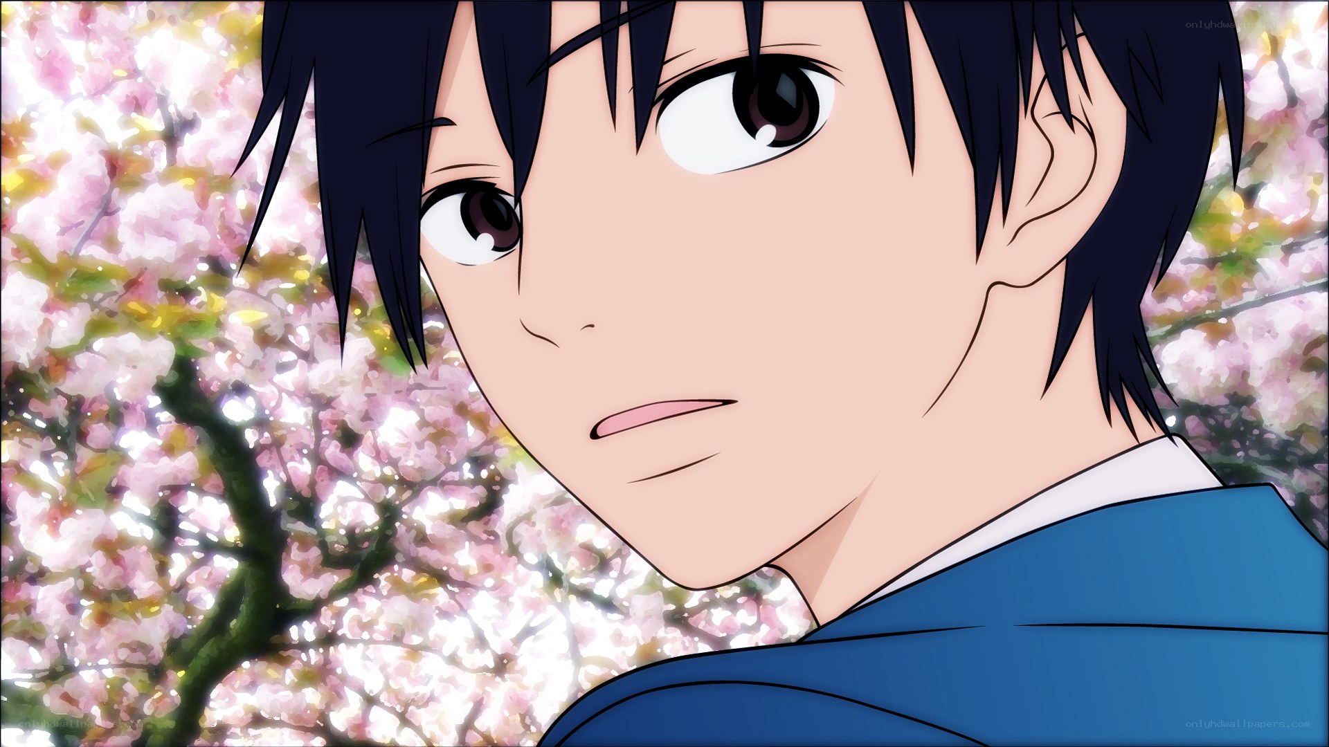 anime character in cherry blossoms