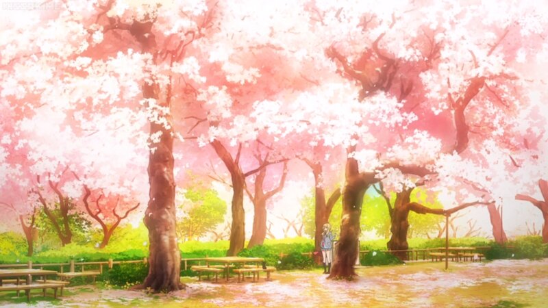 Anime Character under Cherry Trees