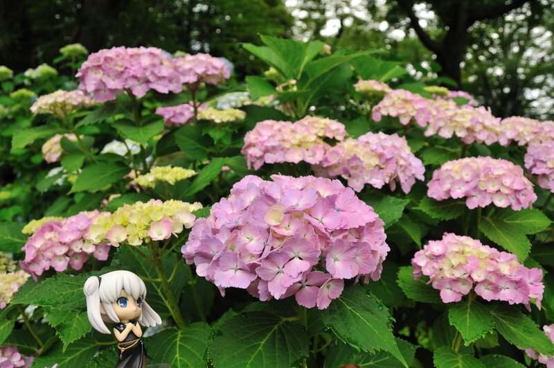 Anime figure among hydrangeas