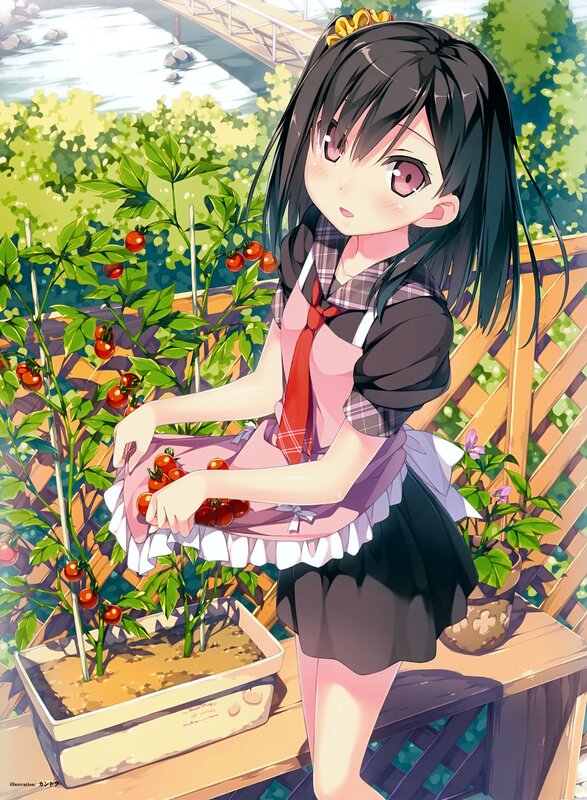 Anime girl harvesting tomatoes