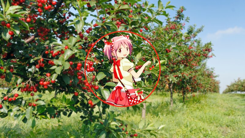 Anime Girl in Cherry Orchard
