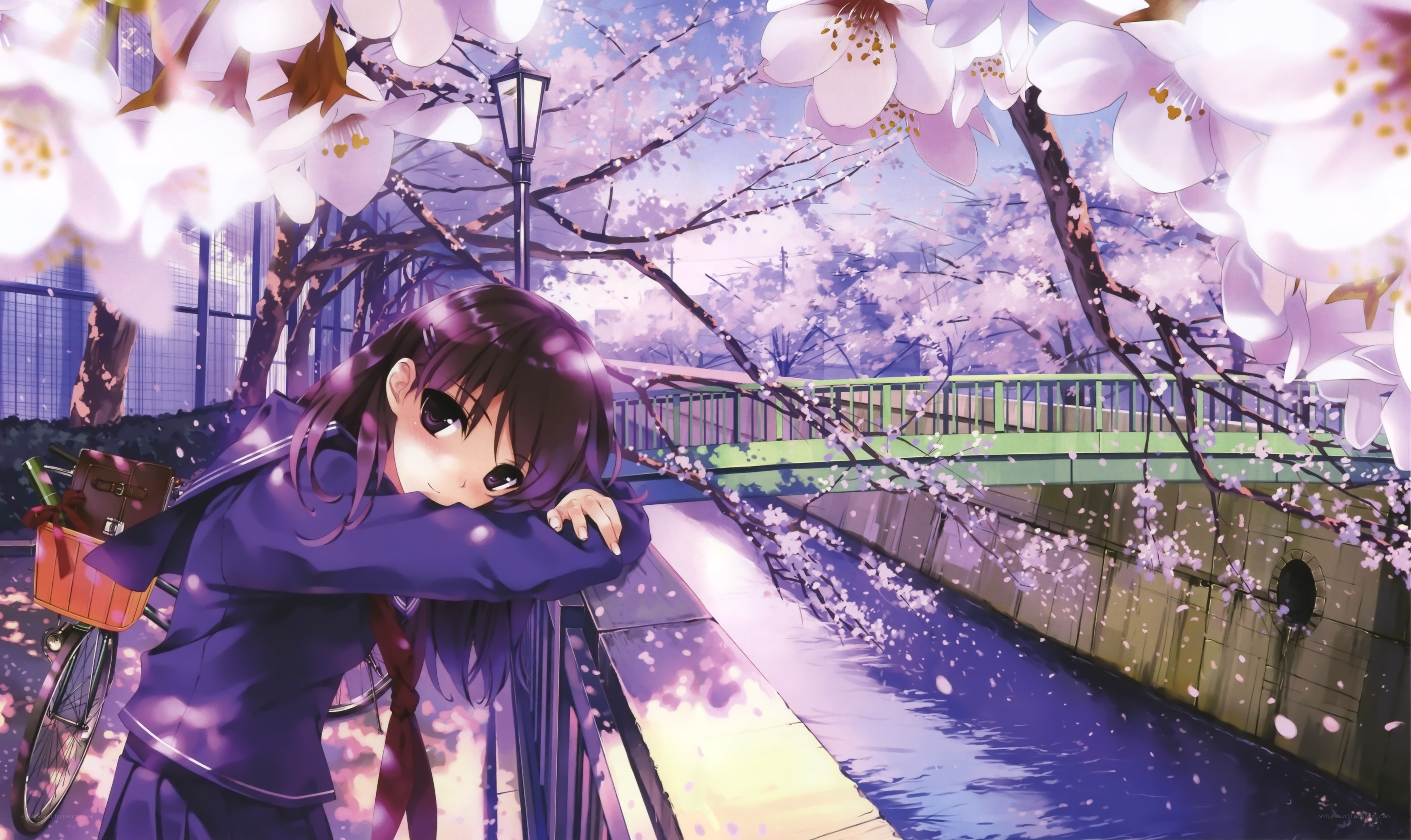 Anime girl under cherry blossoms