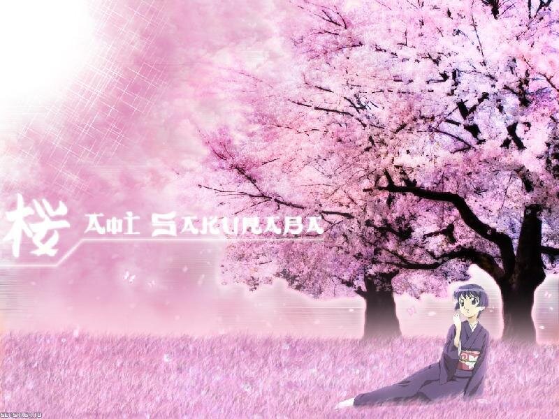 Anime Girl under Cherry Tree — Pink, Serene, Spring, Cherry Blossoms, Kimono