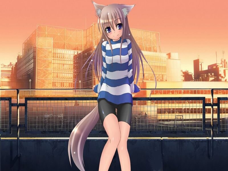 Anime Girl with Cat Ears — Orange, Calm, Sunset