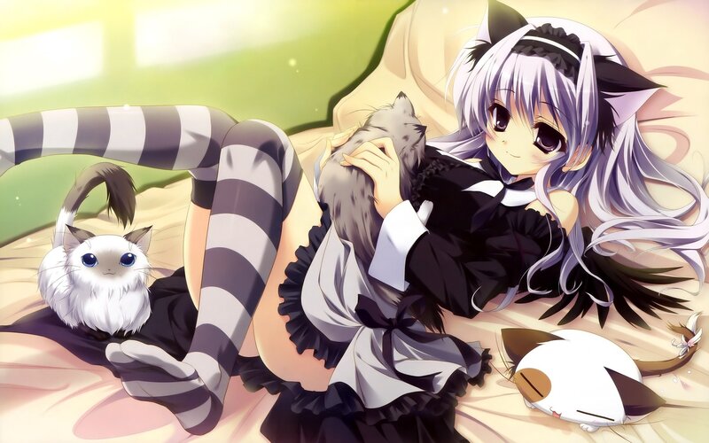 anime girl with cats