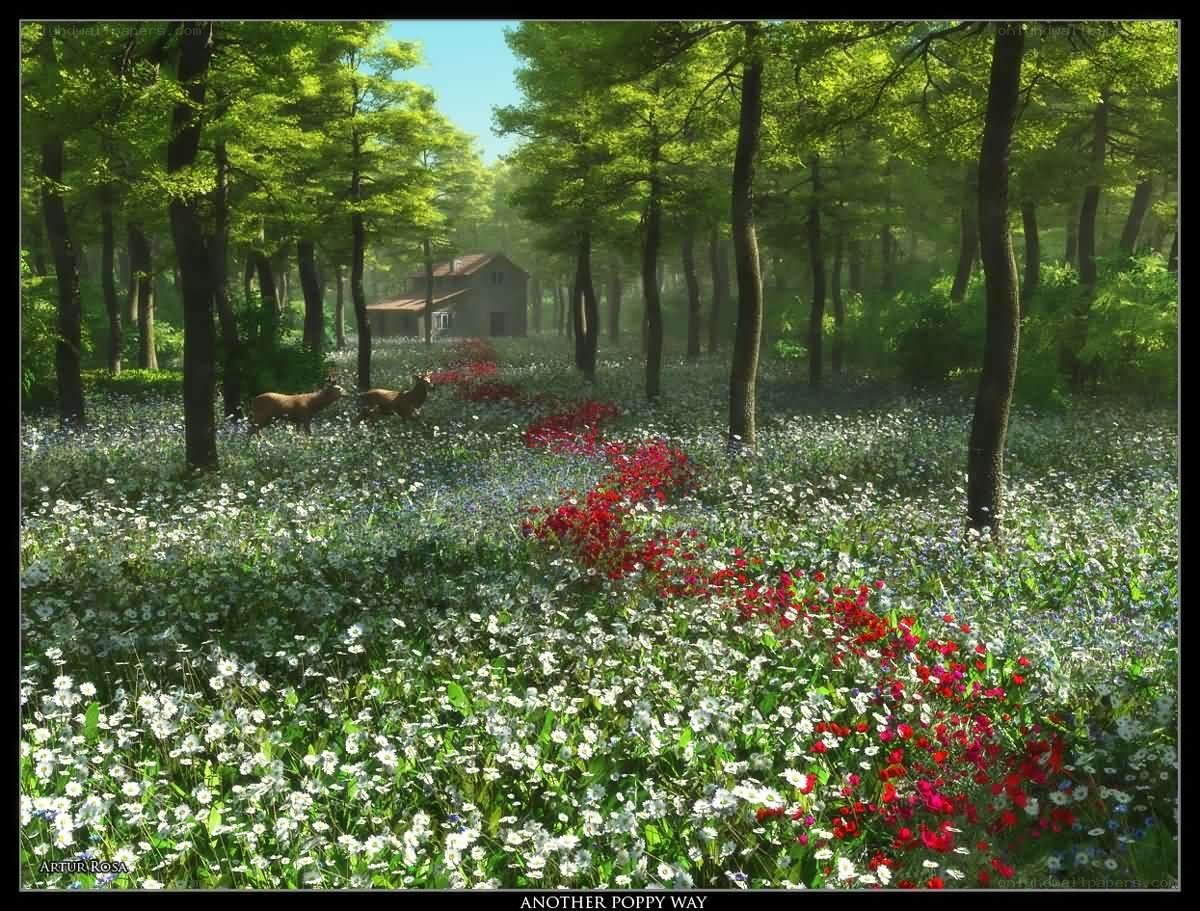 Another Poppy Way