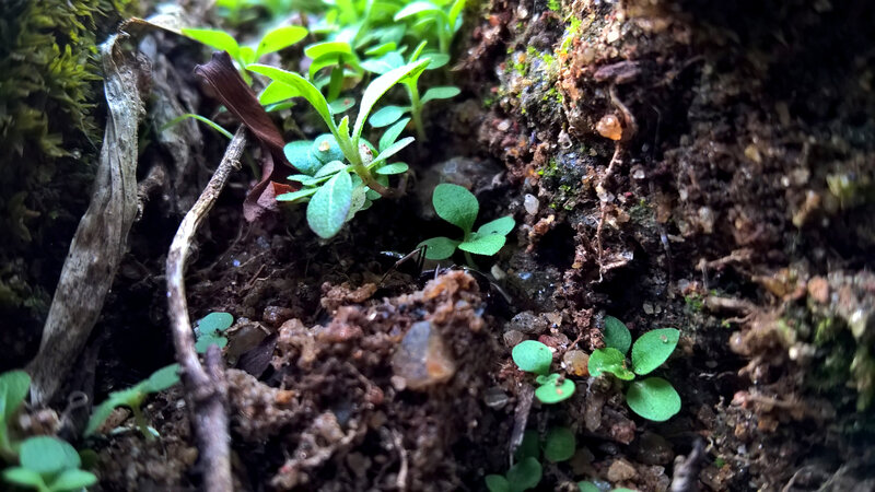 Ant Among Seedlings