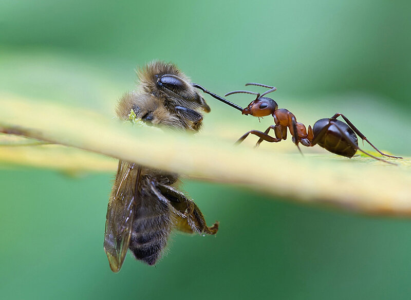 Ant and Bee on Leaf
