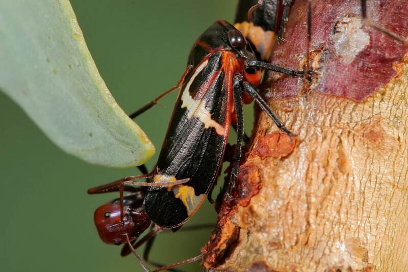 ant and bug on tree bark
