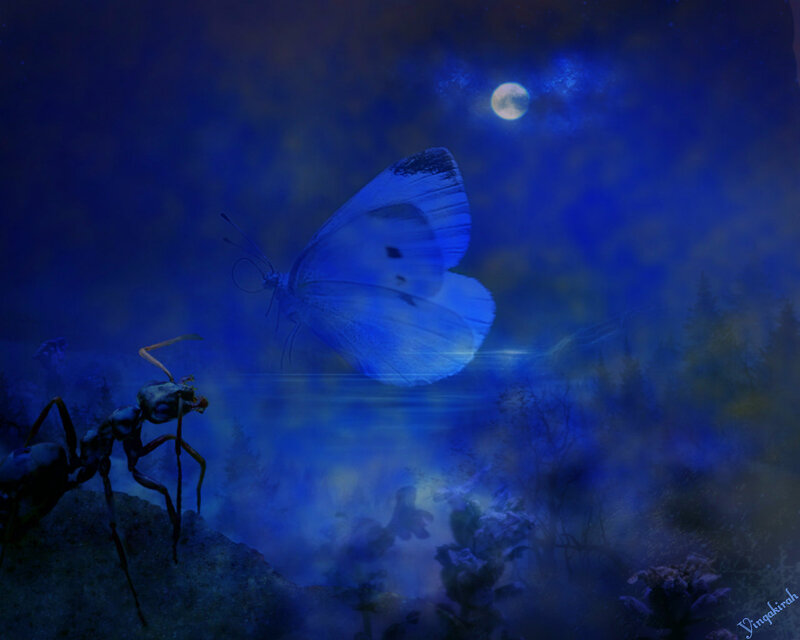 Ant and Butterfly at Night