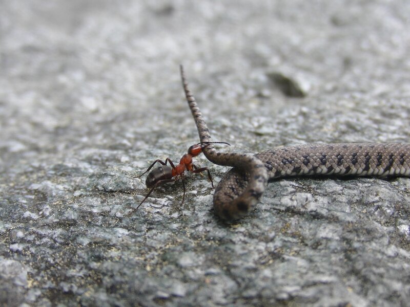 ant attacking snake tail