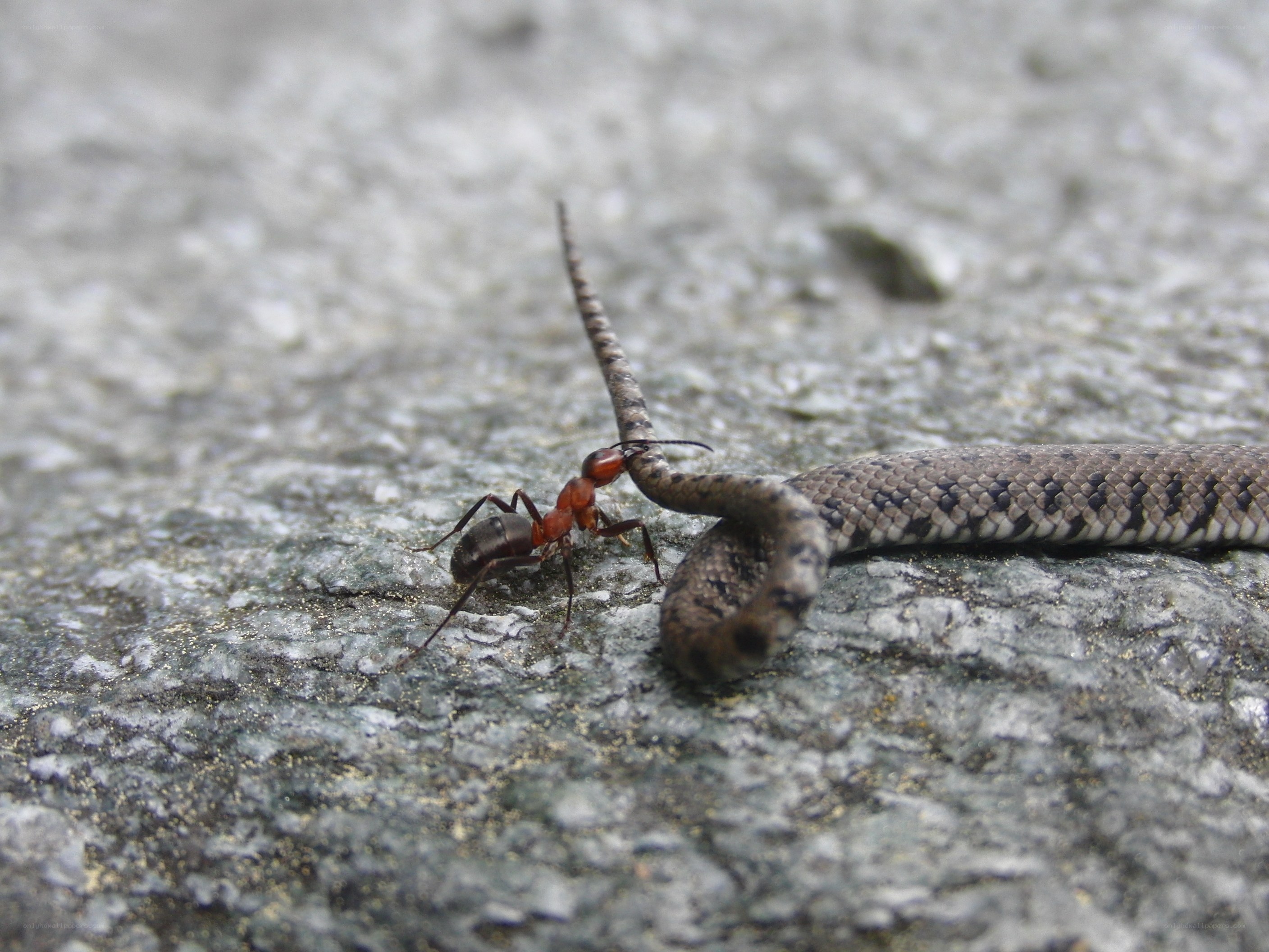 ant attacking snake tail