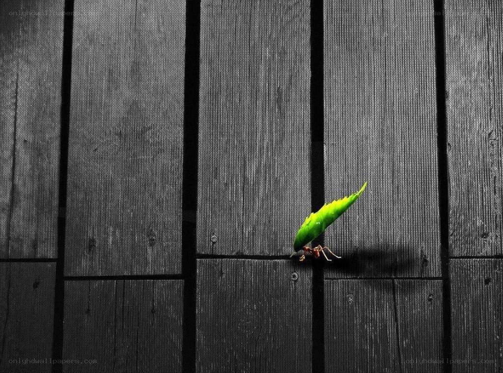 ant carrying a green leaf