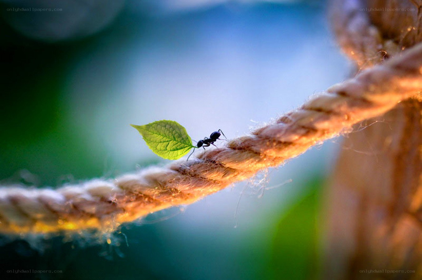 Ant carrying a leaf on rope
